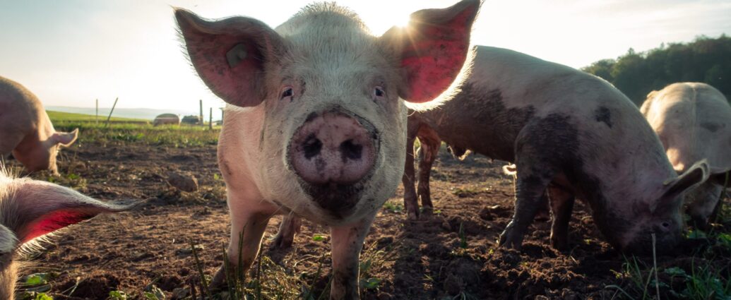 pigs in a field