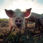 pigs in a field