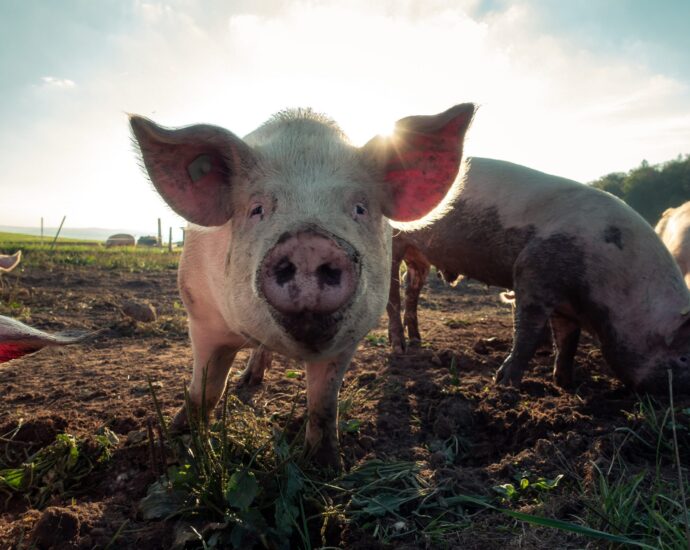 pigs in a field